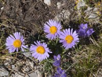 2019-07-06 P. Borghese e Porche 243